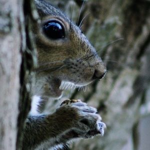 Go NUTS on my bundle sales